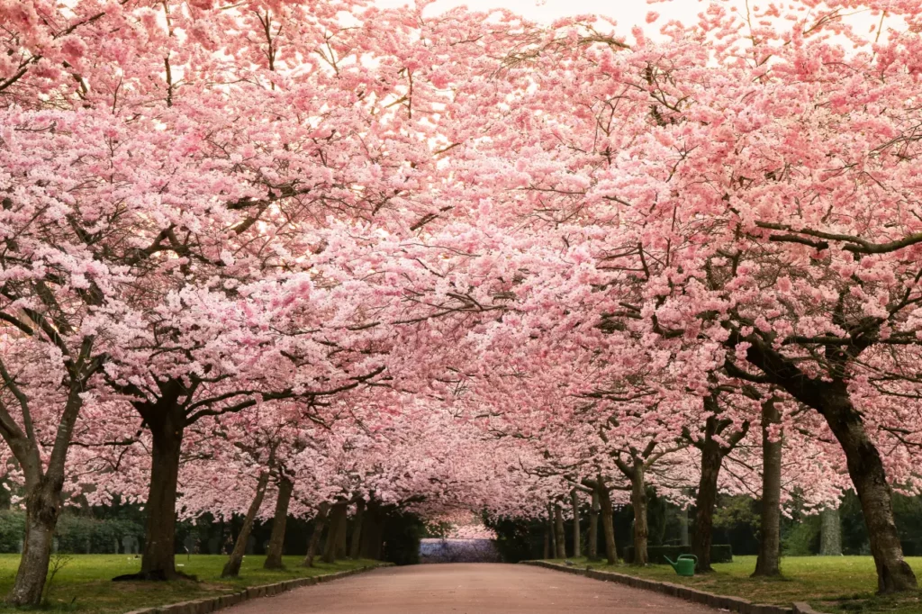Cherry Blossom Flowers (4)