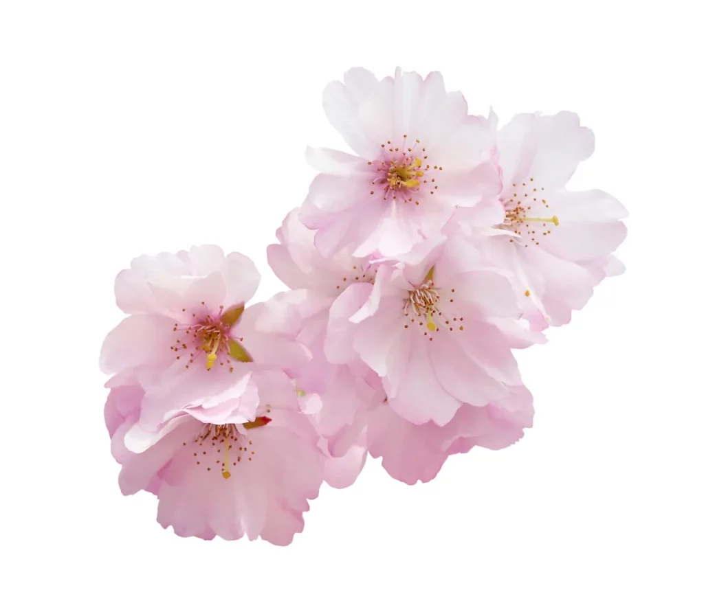 Cherry Blossom Flowers (7)