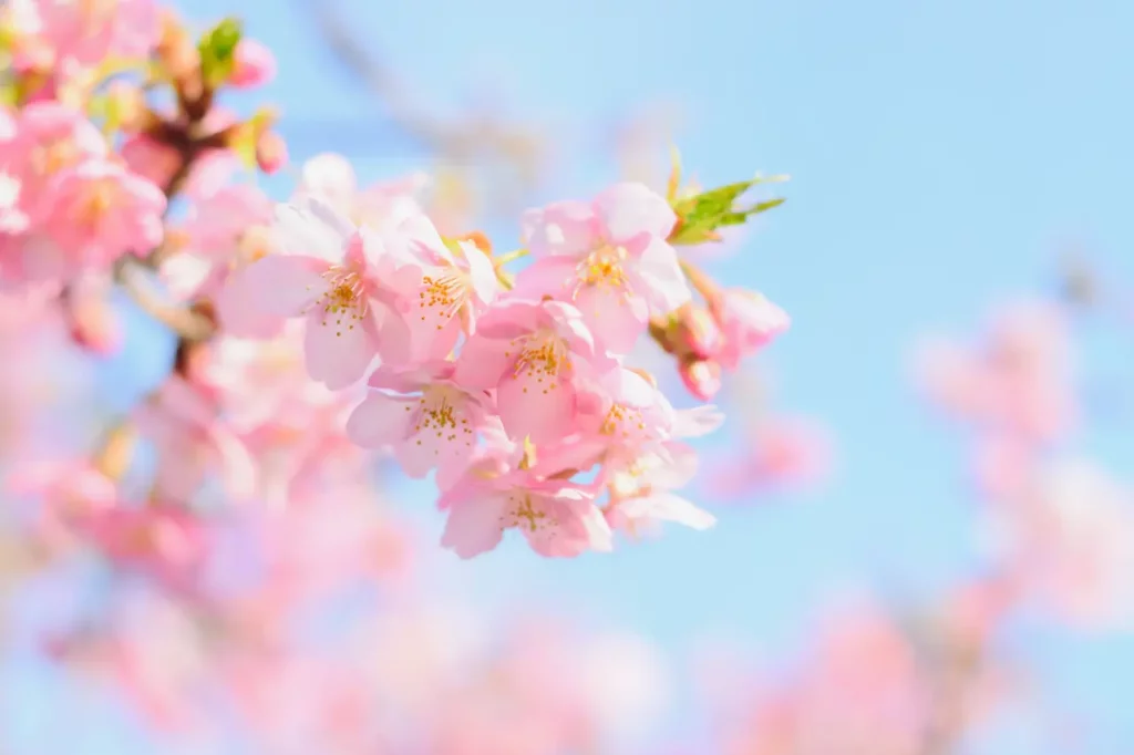 Cherry Blossom Flowers (8)