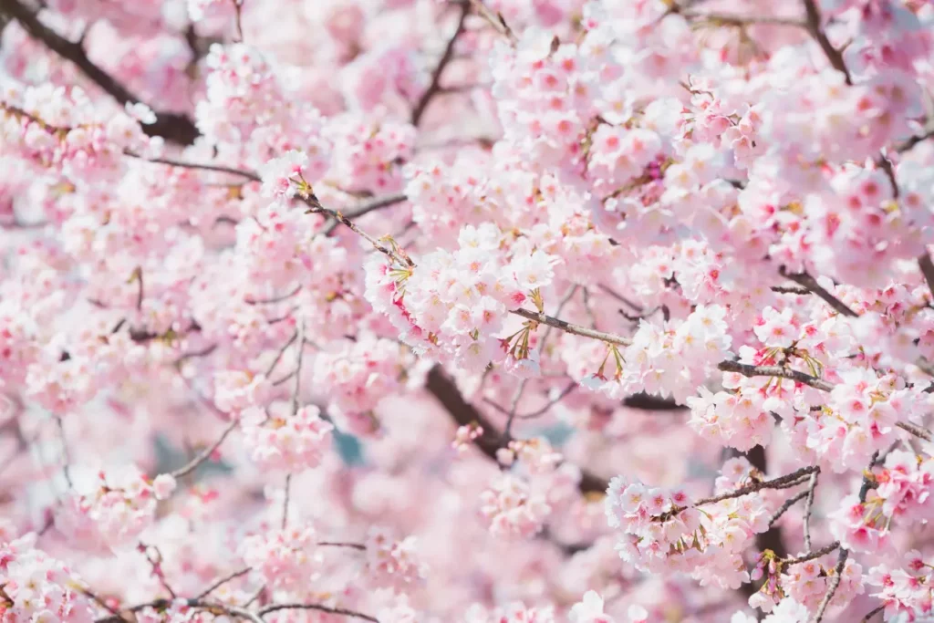 Cherry Blossom Flowers (9)