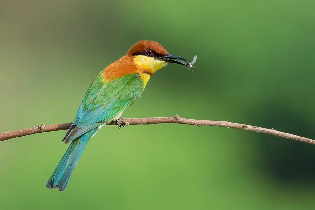 Chestnut-headed Bee-eater 13
