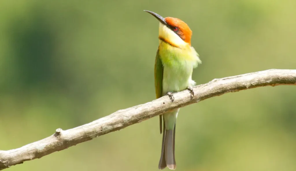 Chestnut-headed Bee-eater 14