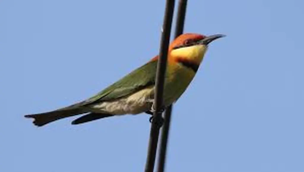 Chestnut-headed Bee-eater 17