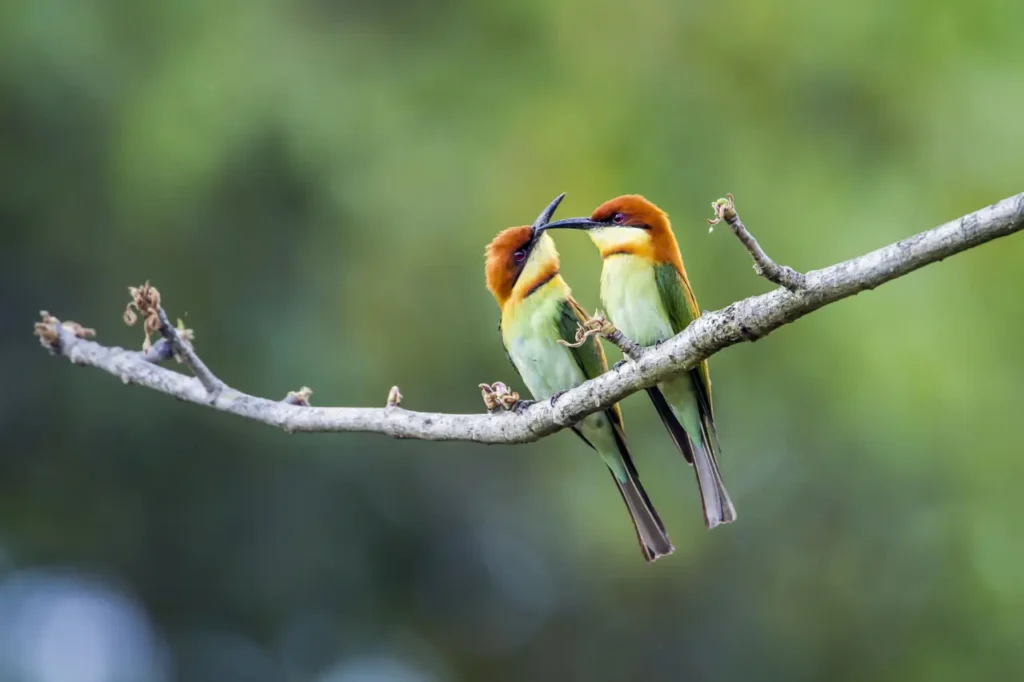 Chestnut-headed Bee-eater 18