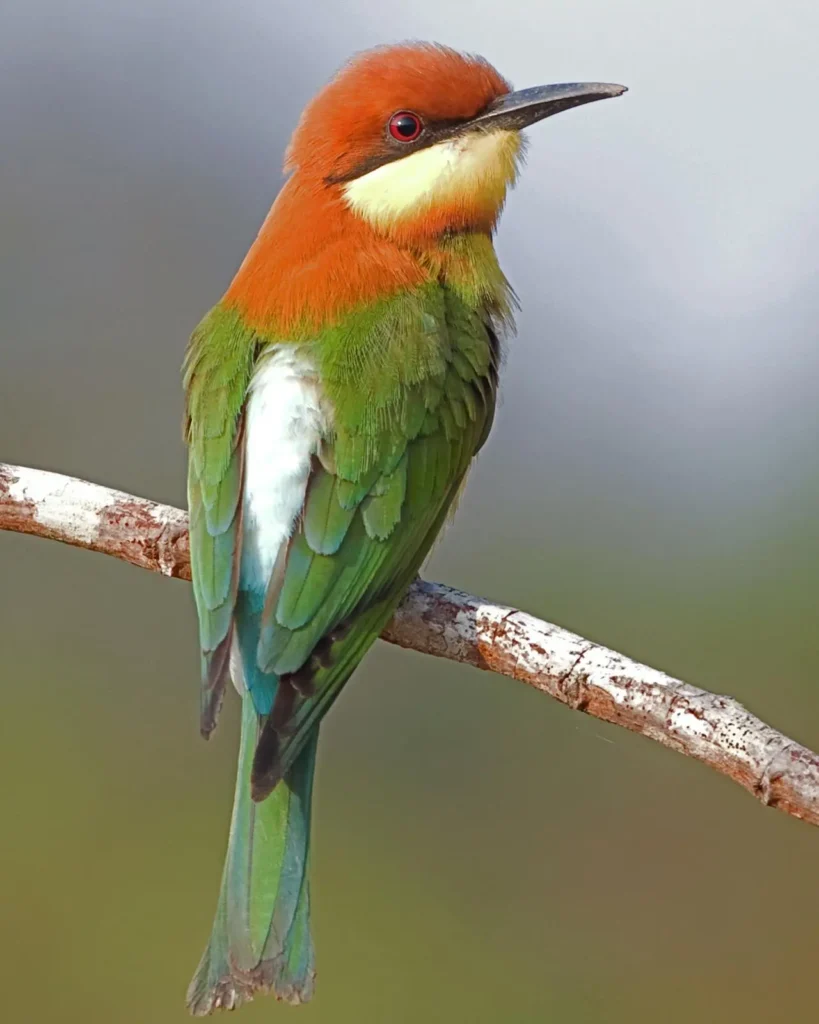 Chestnut-headed Bee-eater 19
