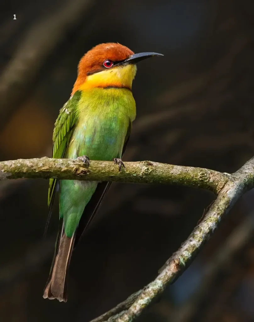 Chestnut-headed Bee-eater 20