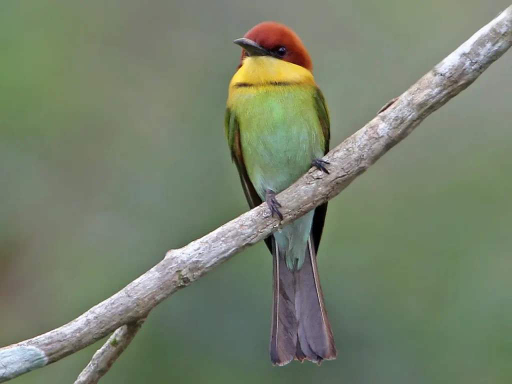 Chestnut-headed Bee-eater 4