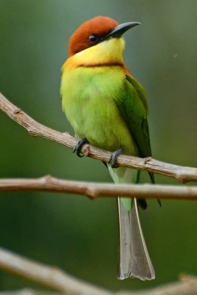 Chestnut-headed Bee-eater 6
