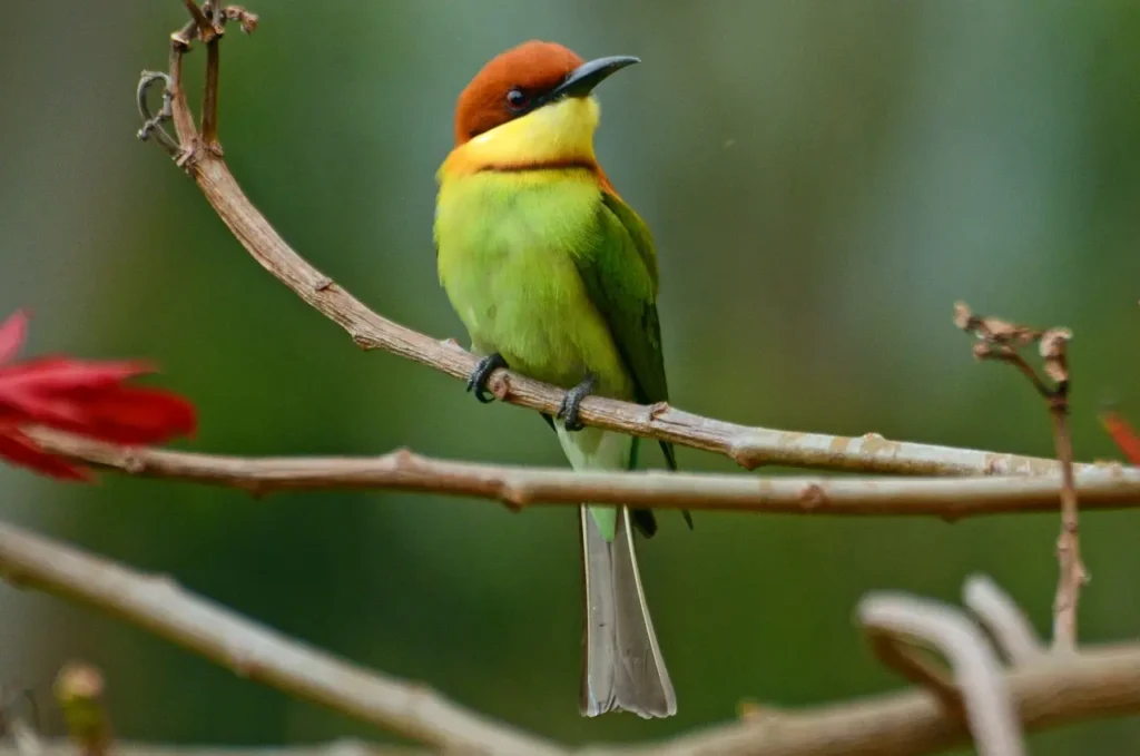 Chestnut-headed Bee-eater 9