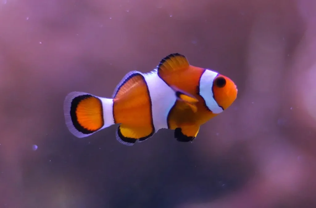 Clownfish 1