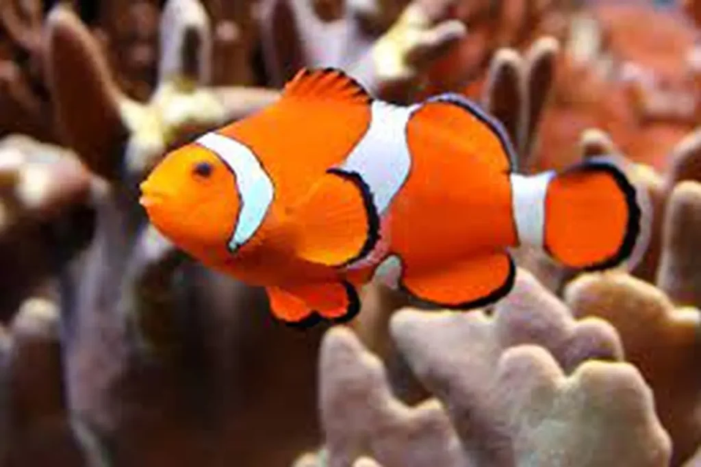 Clownfish 15