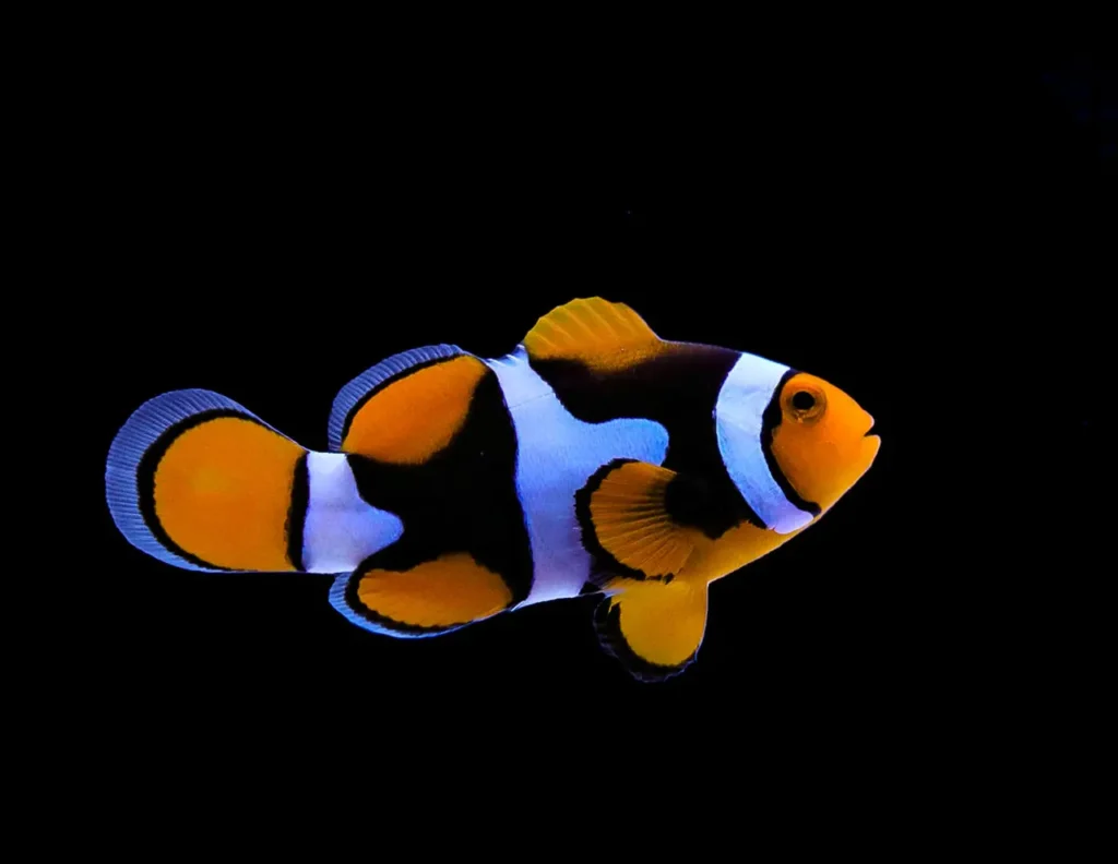 Clownfish 23