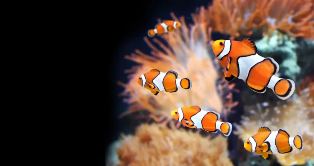 Clownfish 30