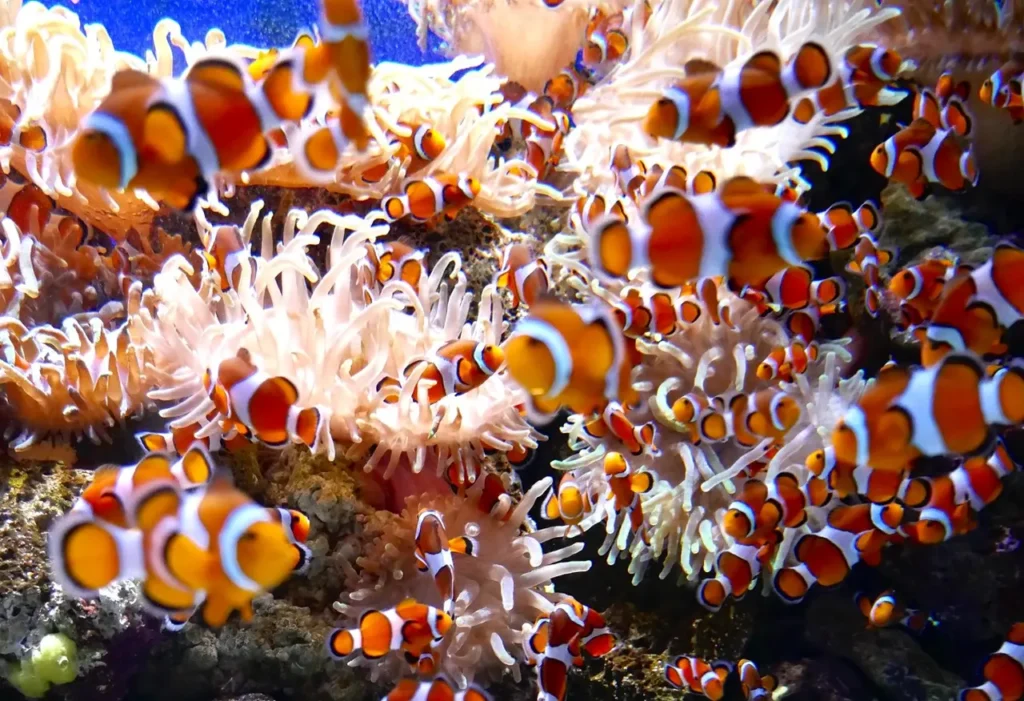 Clownfish 34