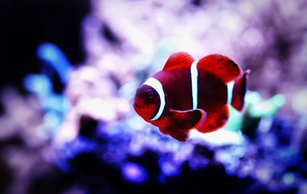 Clownfish 35