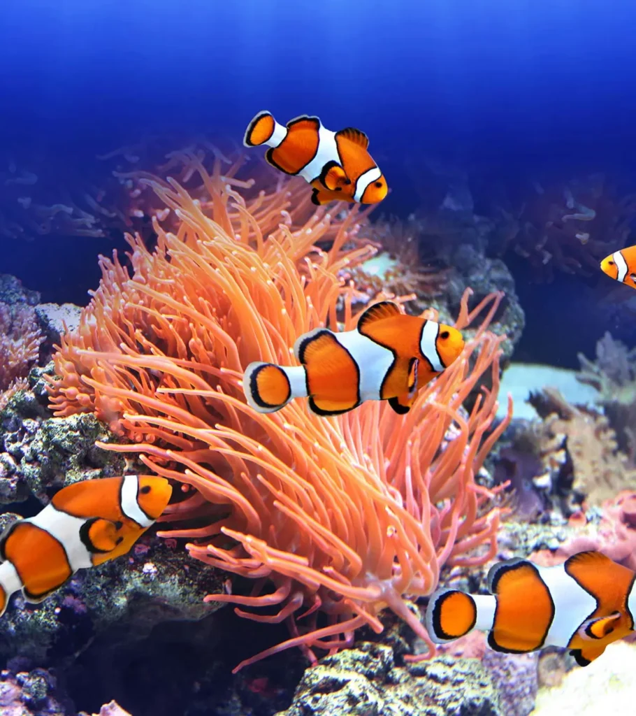 Clownfish 38