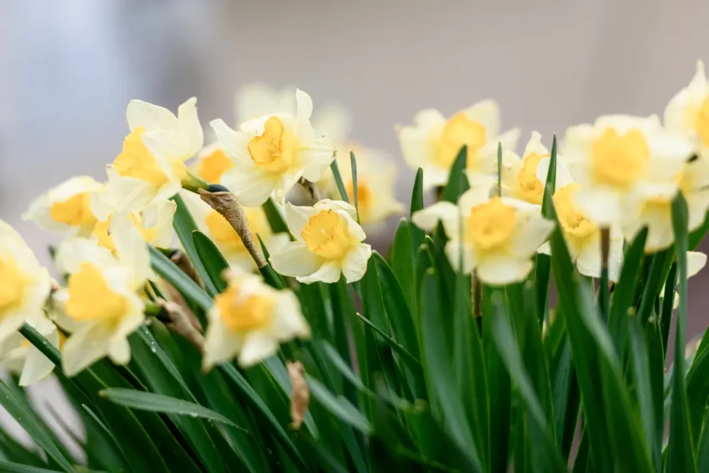 Daffodil (19)