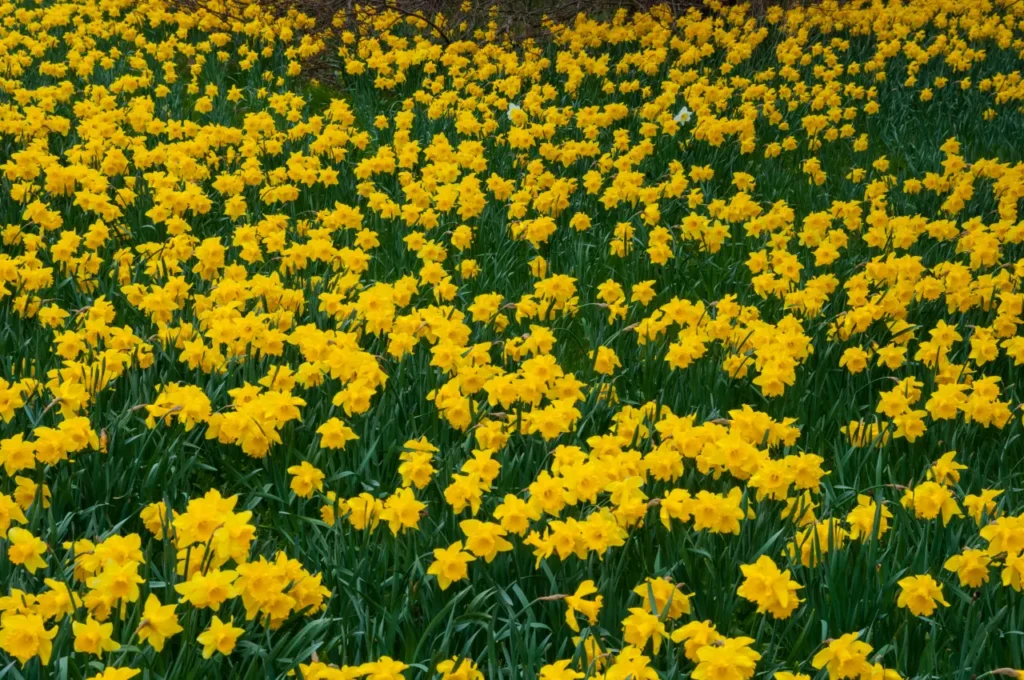 Daffodil (20)