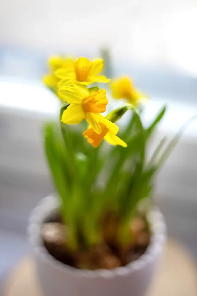 Daffodil (21)