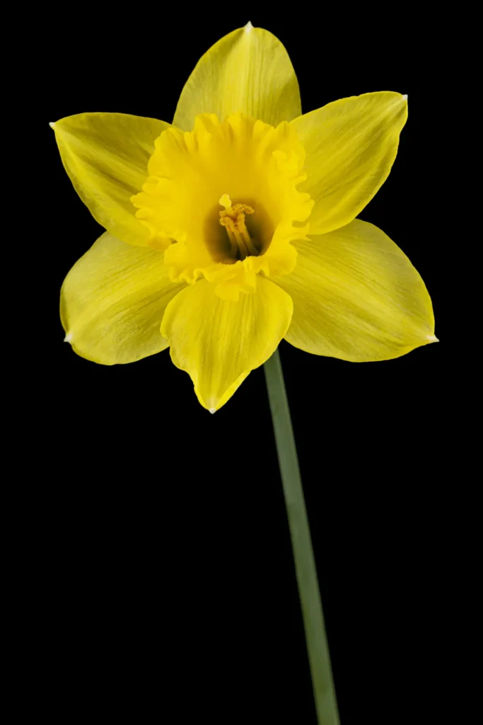 Daffodil (23)