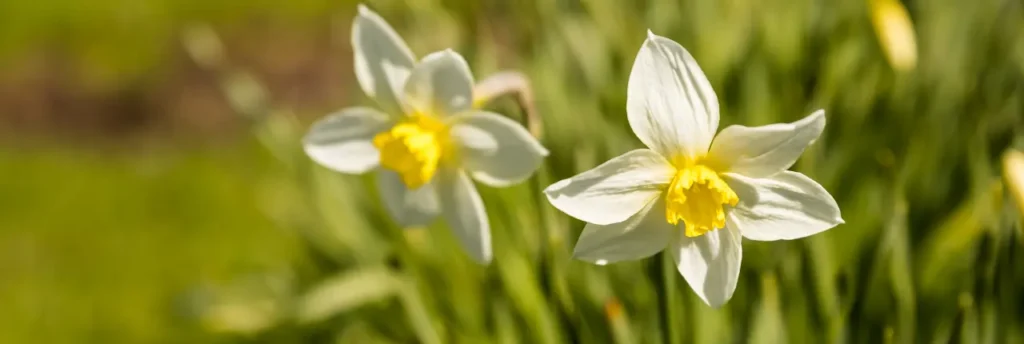 Daffodil (25)