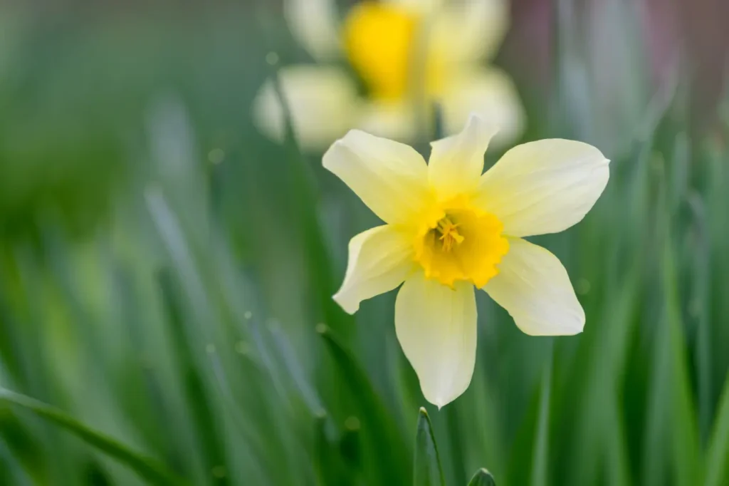 Daffodil (29)