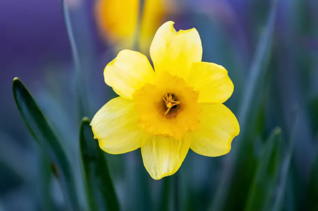 Daffodil (30)