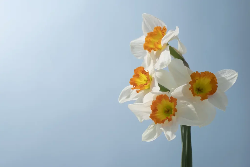 Daffodil (32)