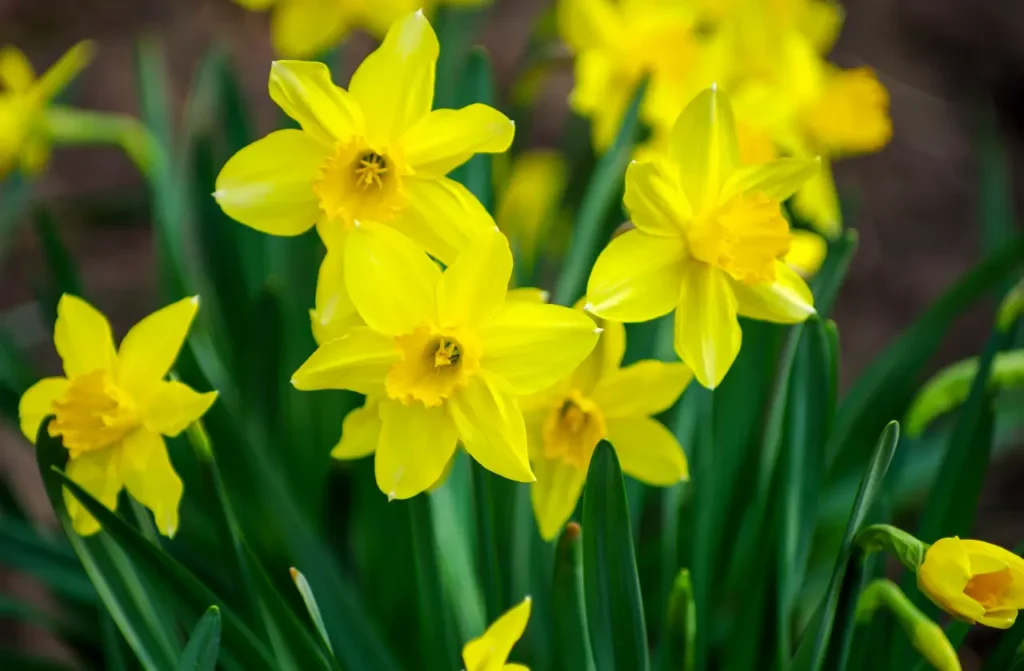 Daffodil (35)