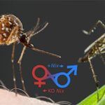 Male and Female Mosquitoes 4