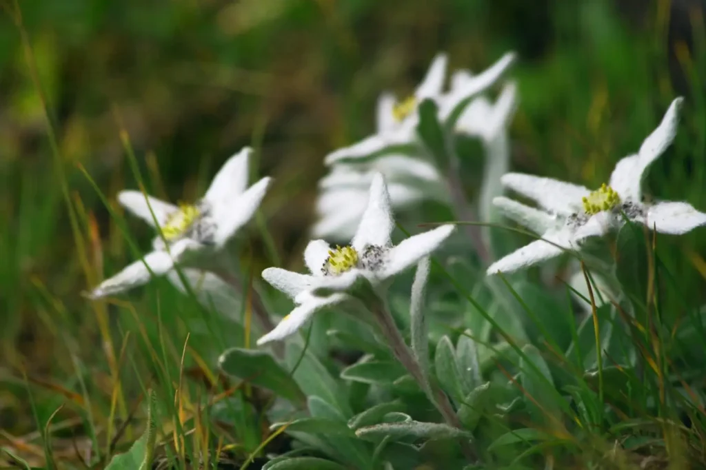 Edelweiss-flowers-10