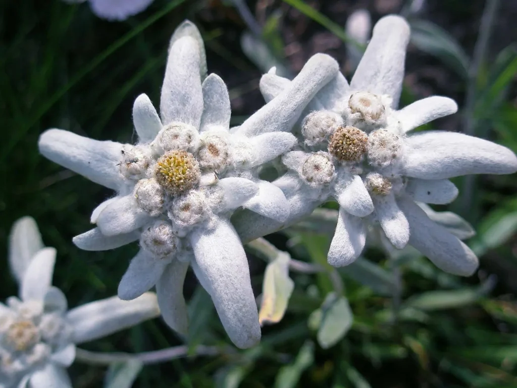 Edelweiss-flowers-11