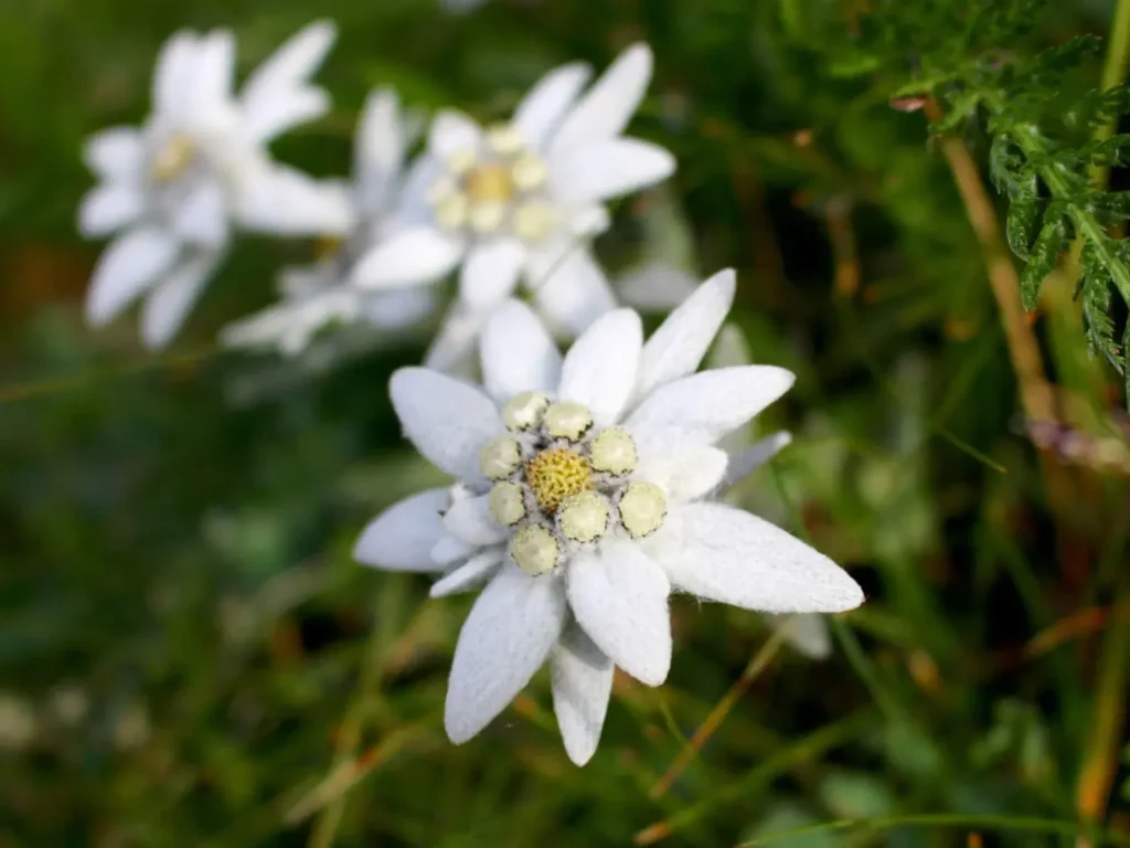 Edelweiss-flowers-5