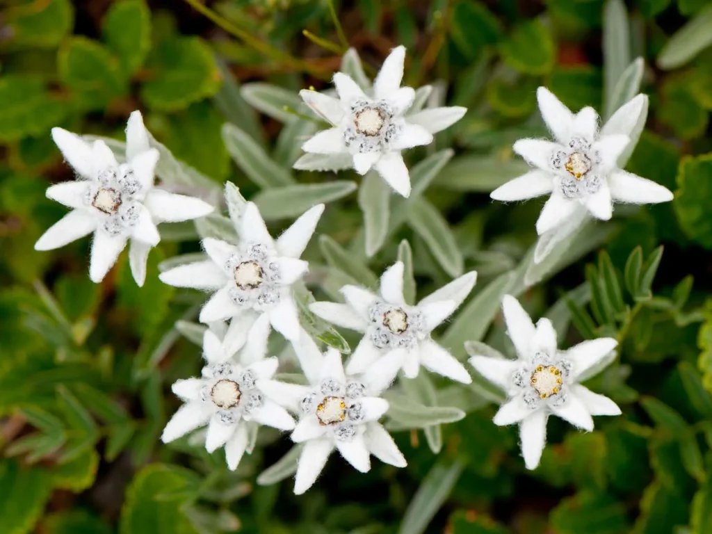 Edelweiss-flowers-6