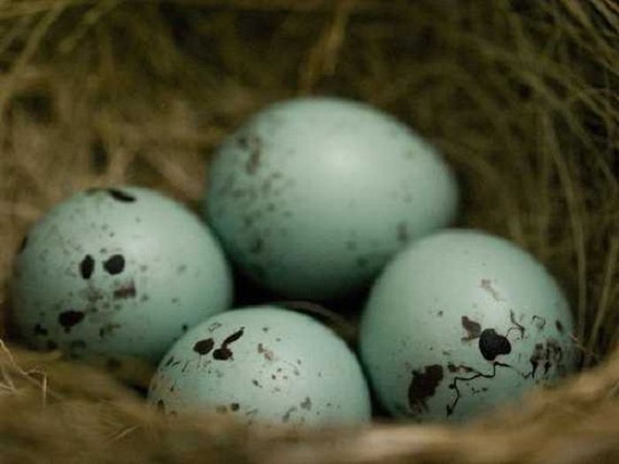 Eggs In The Animal Kingdom - Bird Eggs