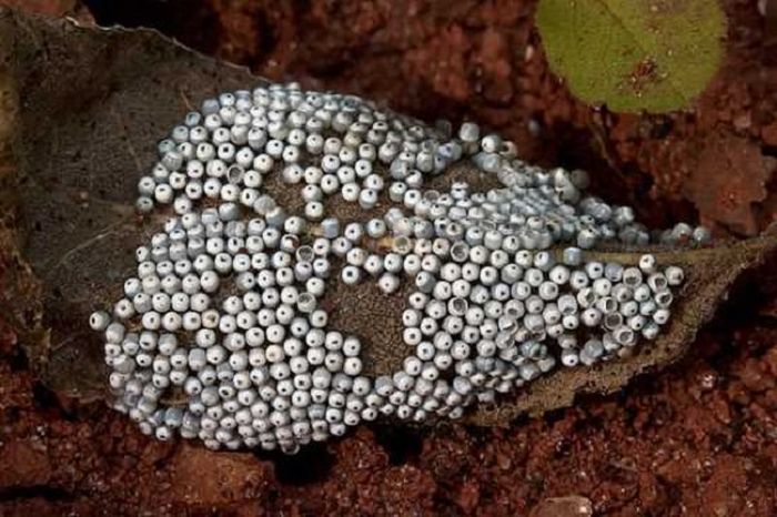 Eggs In The Animal Kingdom - Insect Eggs