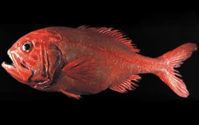 five-fish-species-at-risk-of-extinction-4