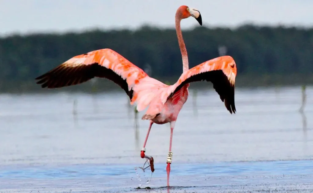 Flamingo-11