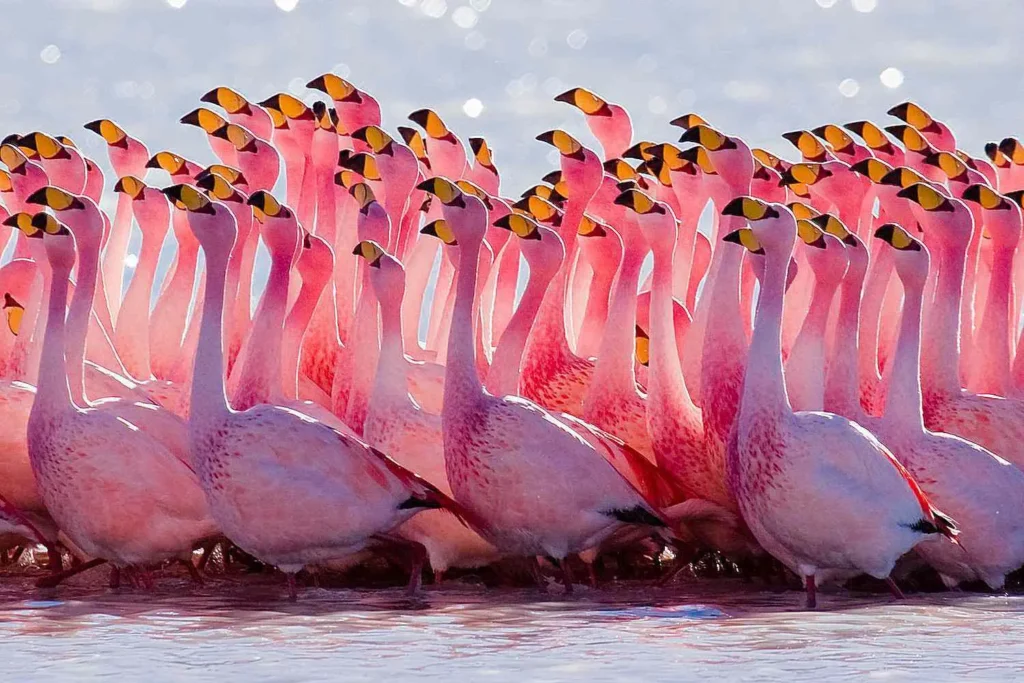 Flamingo-12