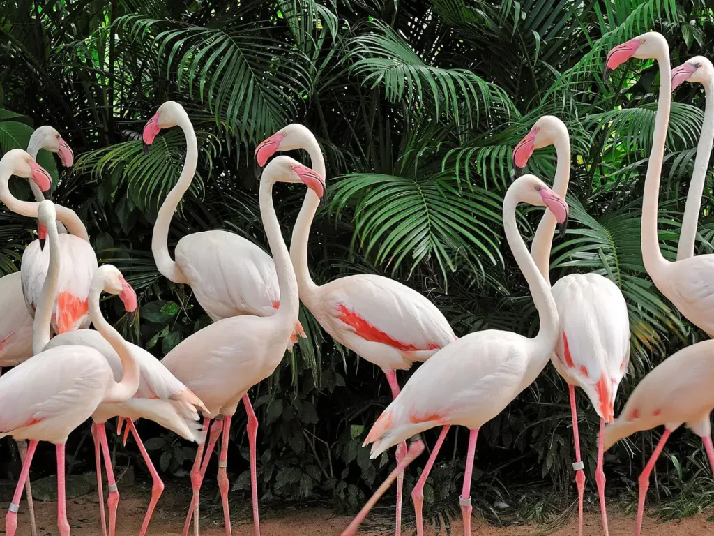 Flamingo-18