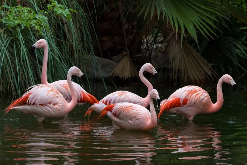 Flamingo-19