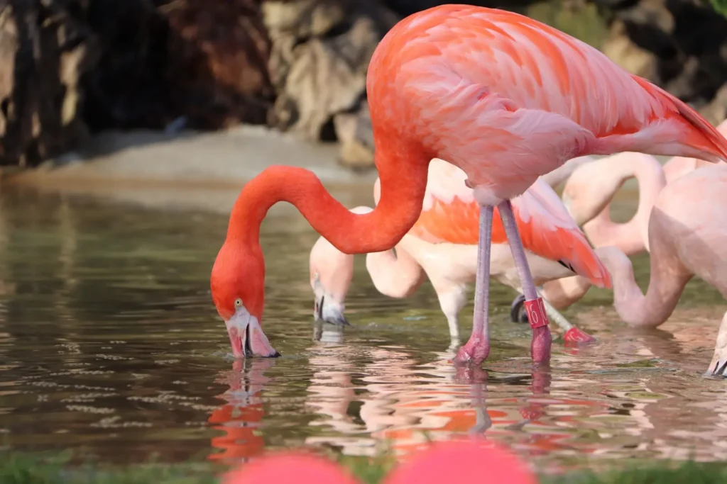 Flamingo-20