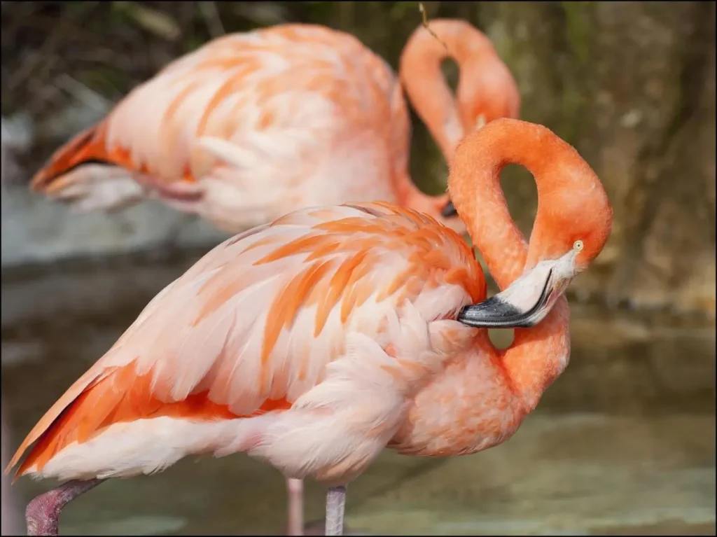 Flamingo-21