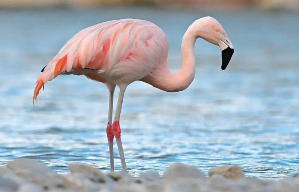 Flamingo-24