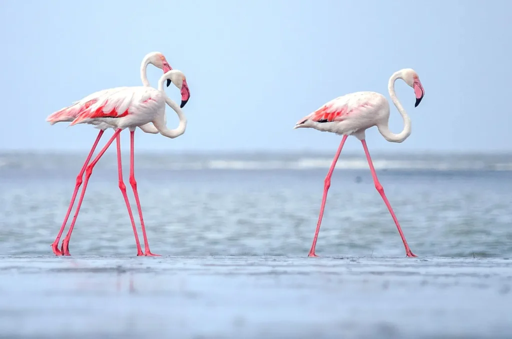 Flamingo-25