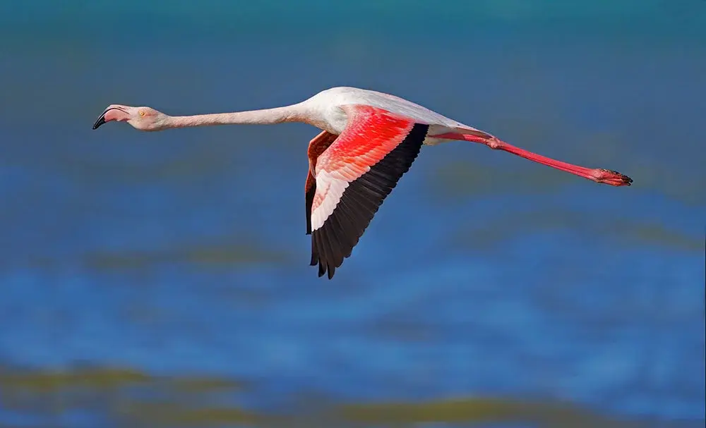 Flamingo-26
