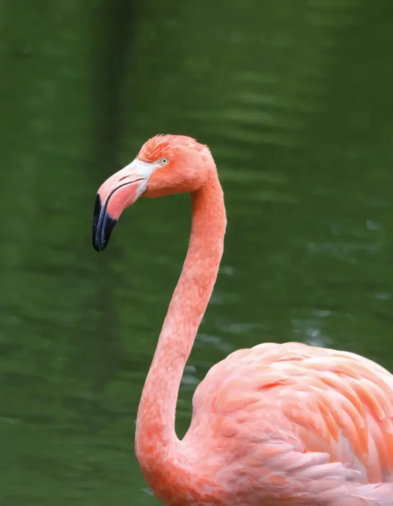 Flamingo-3