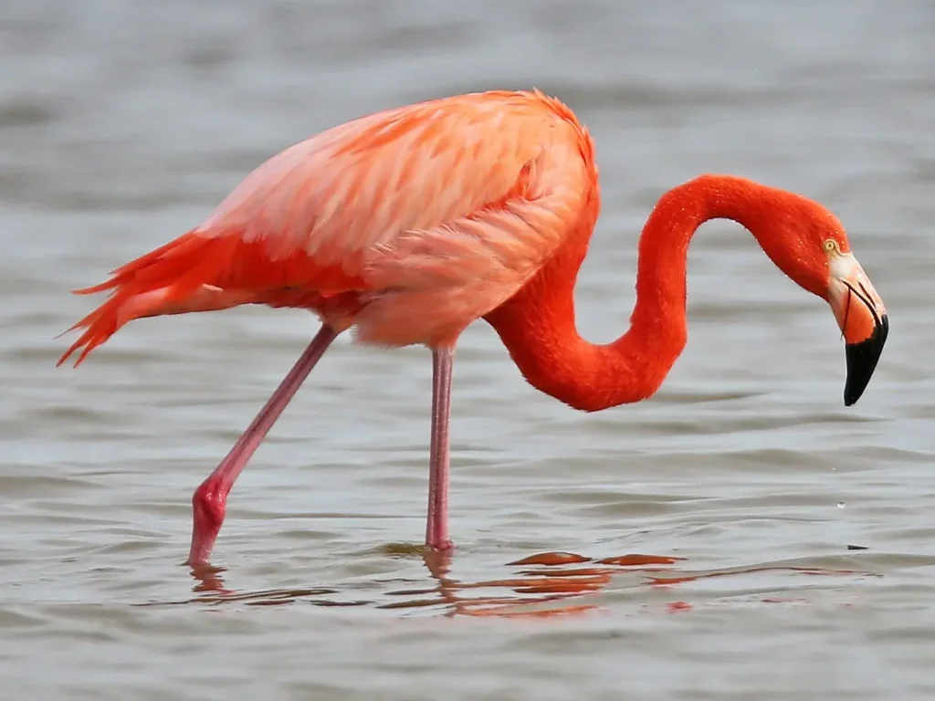 Flamingo-5