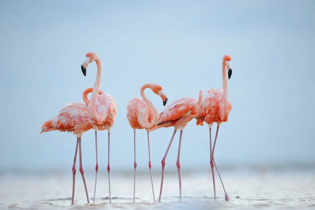 Flamingo-6