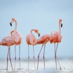Flamingo-6